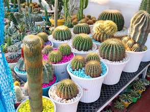 How to Grow Golden Barrel Cactus: The Ultimate Low-Maintenance Plant Guide
